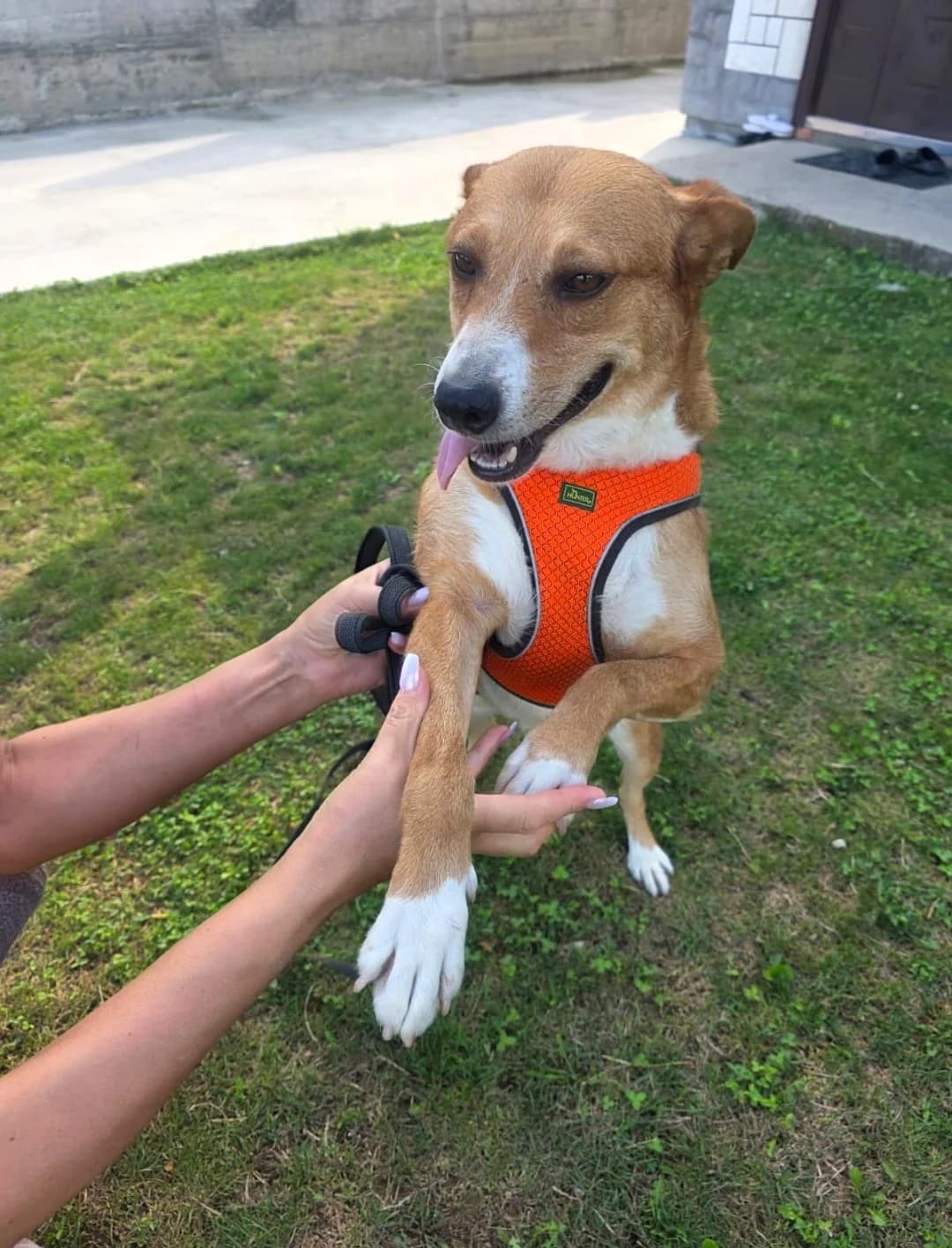 Josy, female 5yo Mixed Breed for adoption at Tierhilfe Menorca e.V., Walldorf