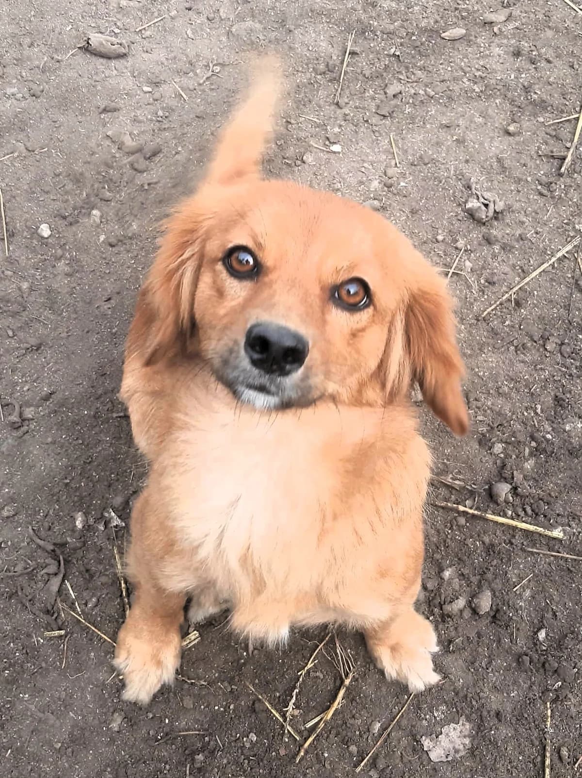 Juca, female young Mixed Breed for adoption at Tierhilfe Menorca e.V., Walldorf