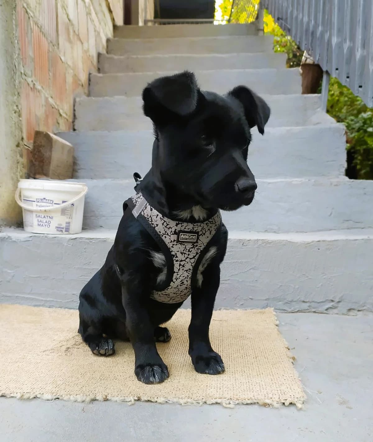 Kraja, female puppy Mixed Breed for adoption at Tierhilfe Menorca e.V., Walldorf