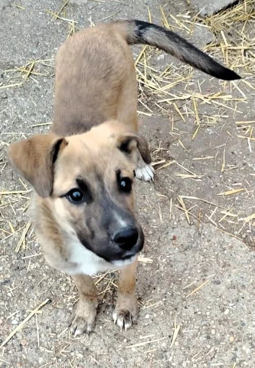 Lenny, male puppy Mixed Breed for adoption at Tierhilfe Menorca e.V., Walldorf