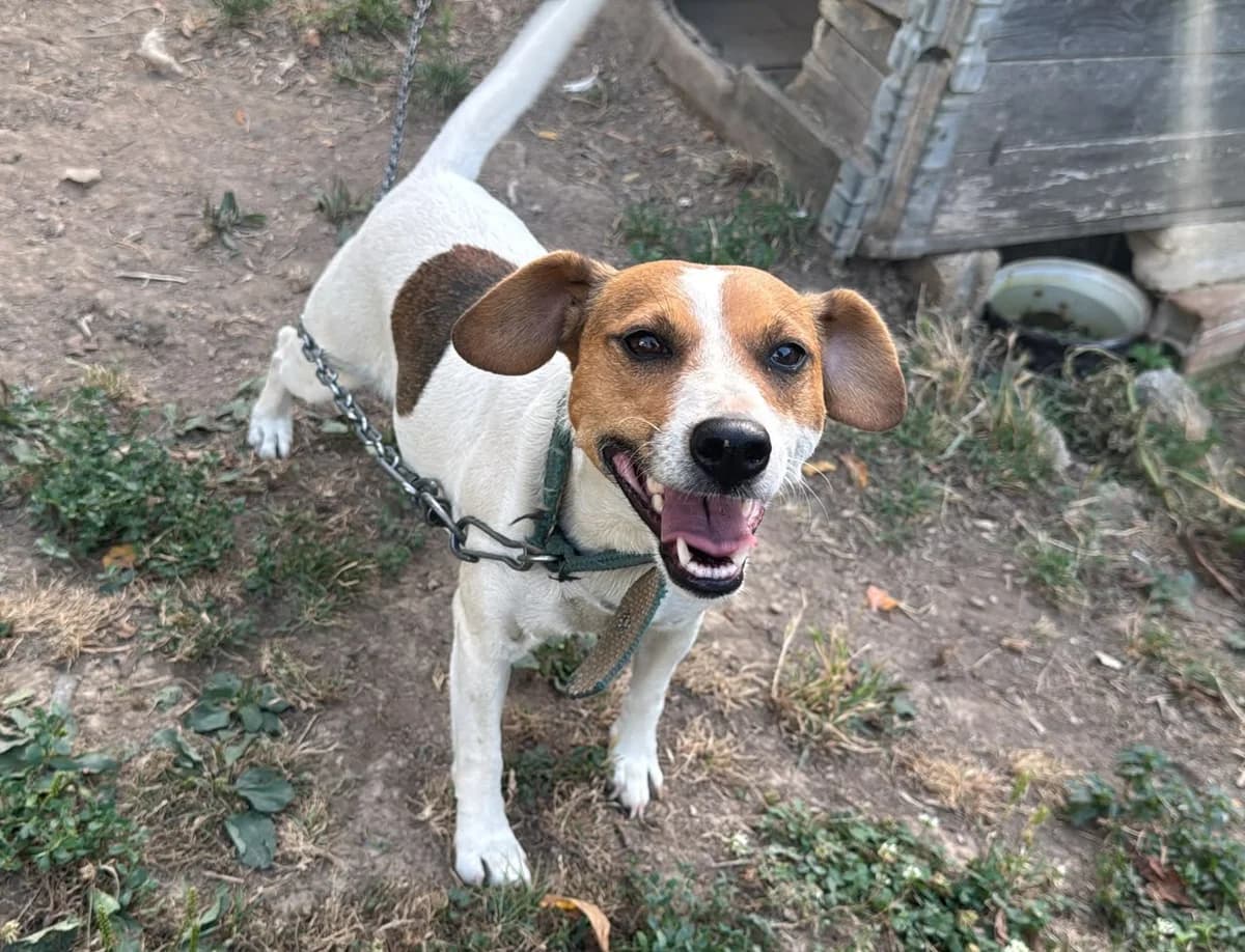 Lili, female 4yo Mixed Breed for adoption at Tierhilfe Menorca e.V., Walldorf