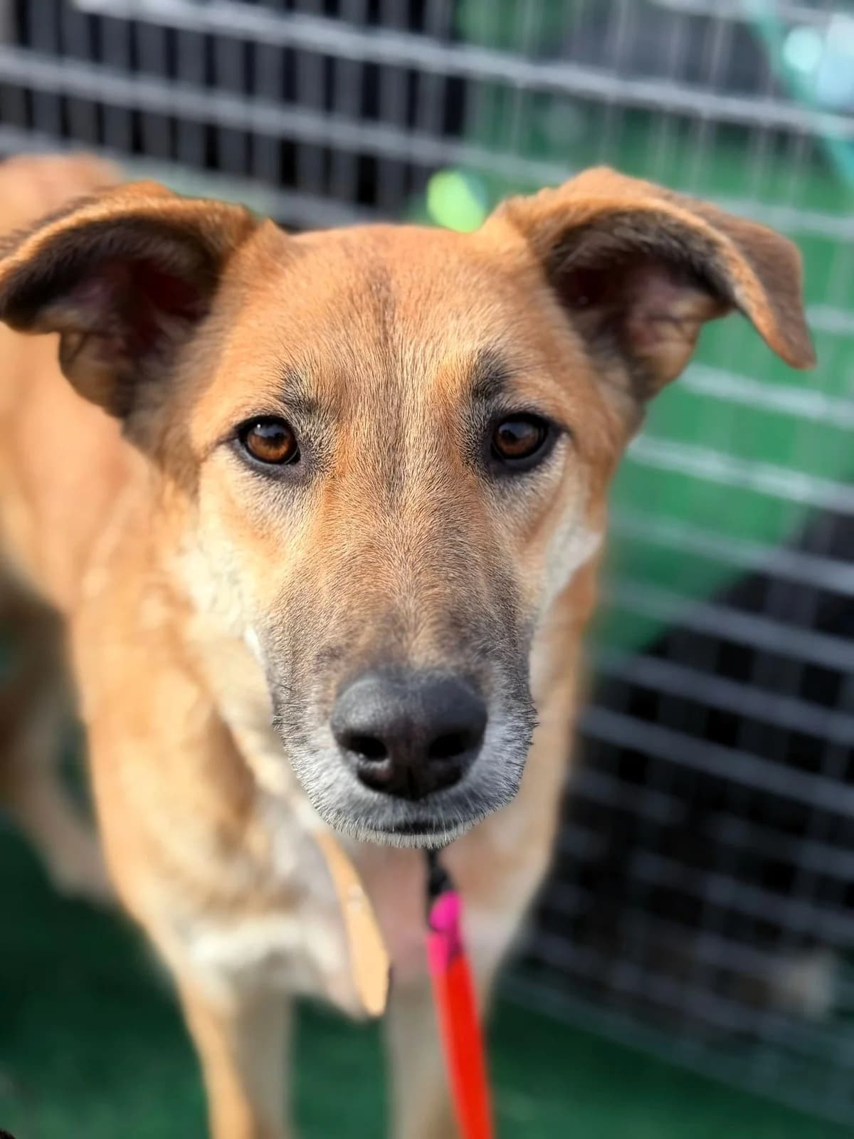 Linda, female young Mixed Breed for adoption at Tierhilfe Menorca e.V., Walldorf