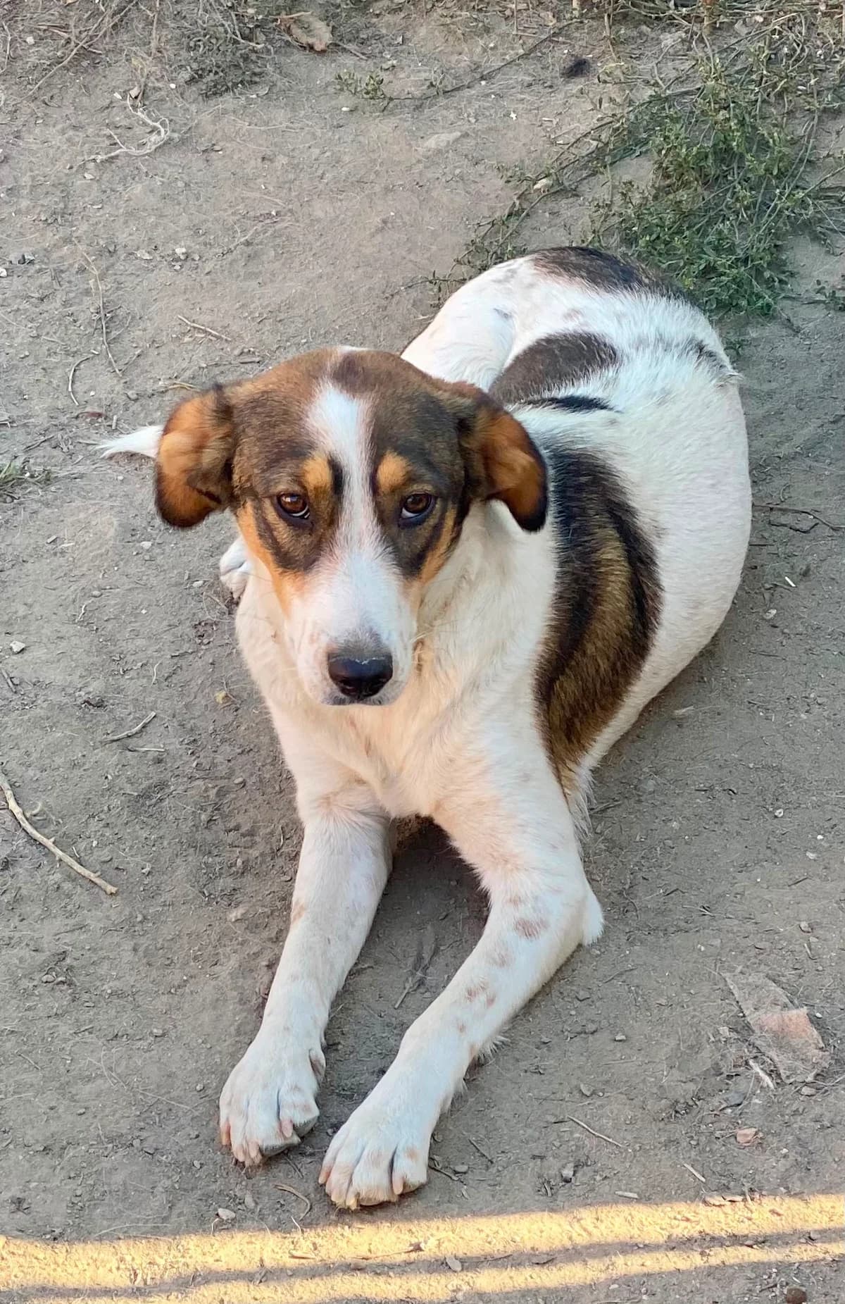 Macca, female young Mixed Breed for adoption at Tierhilfe Menorca e.V., Walldorf