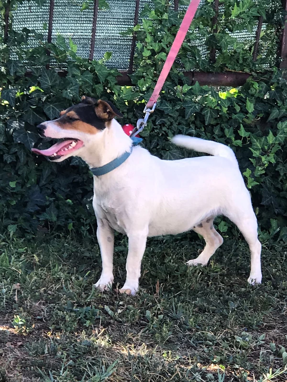 Mala, female 5yo Mixed Breed for adoption at Tierhilfe Menorca e.V., Walldorf