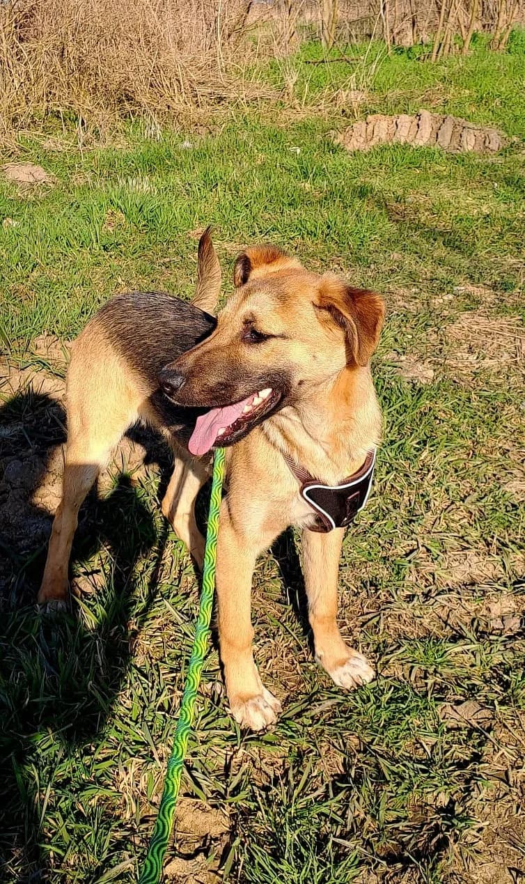 Marco, male young Mixed Breed for adoption at Tierhilfe Menorca e.V., Walldorf