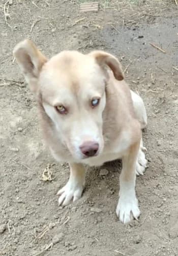 Marocco, male young Mixed Breed for adoption at Tierhilfe Menorca e.V., Walldorf