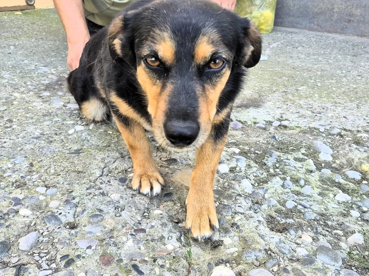 Maza, female 5yo Mixed Breed for adoption at Tierhilfe Menorca e.V., Walldorf