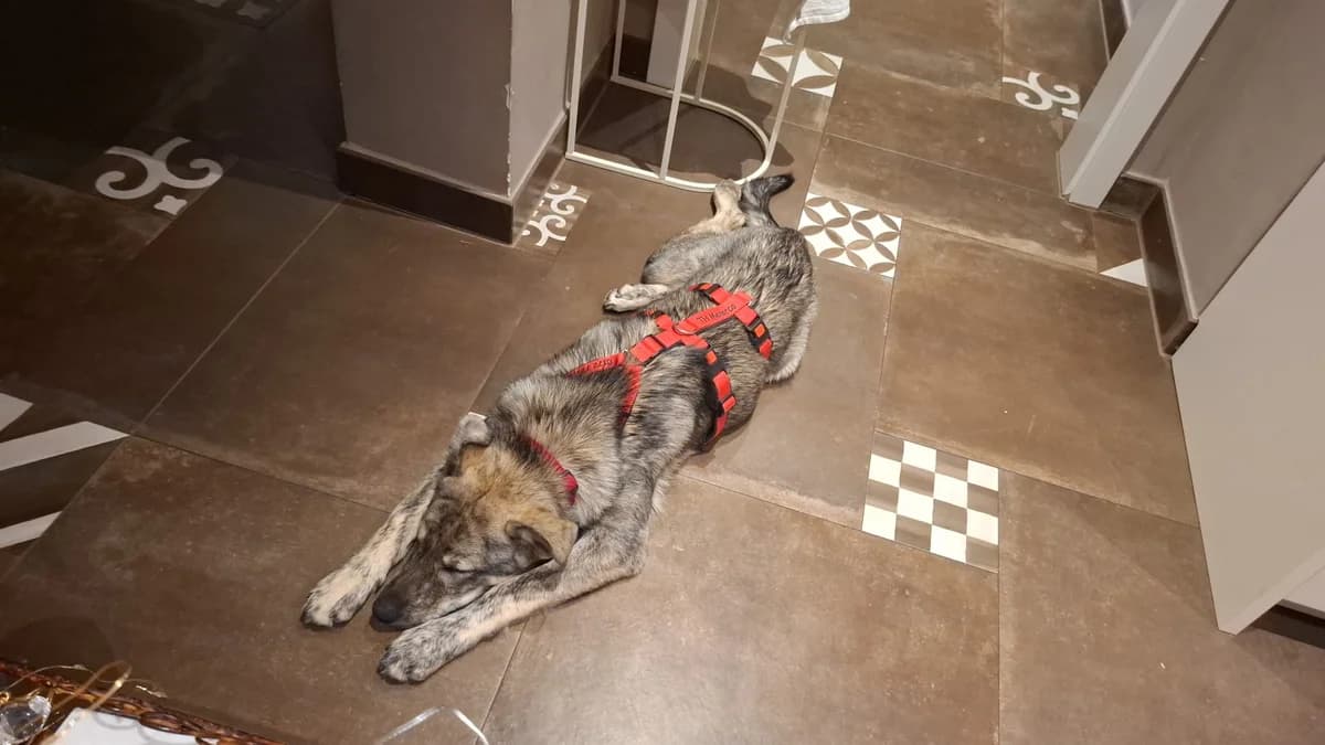 Meila, female puppy Mixed Breed for adoption at Tierhilfe Menorca e.V., Walldorf