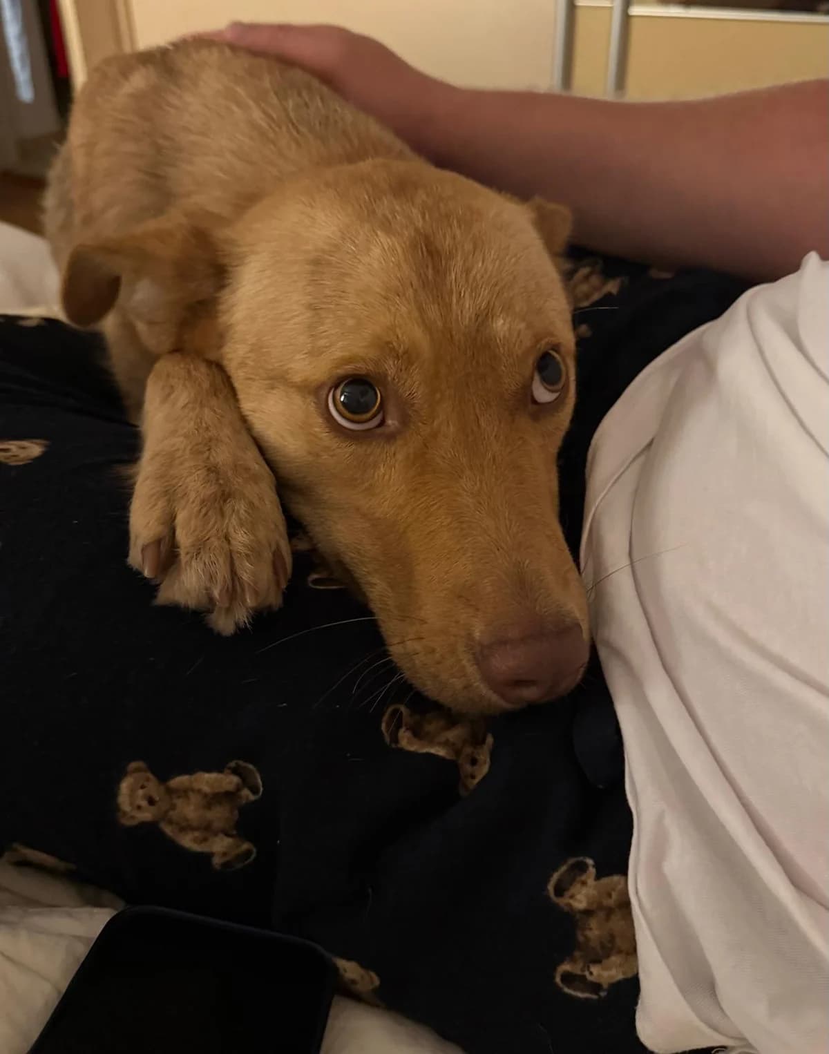 Melli, female 5yo Mixed Breed for adoption at Tierhilfe Menorca e.V., Walldorf