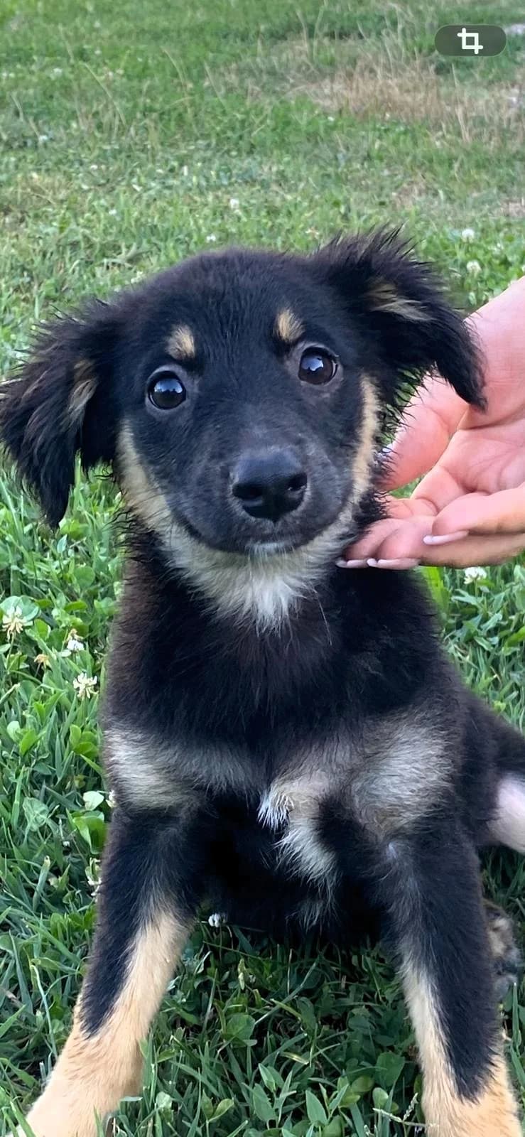 Mile, male puppy Mixed Breed for adoption at Tierhilfe Menorca e.V., Walldorf