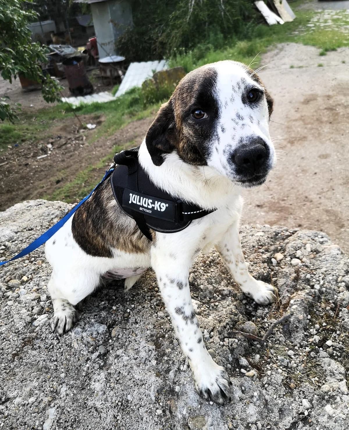 Suri, female 5yo Mixed Breed for adoption at Tierhilfe Menorca e.V., Walldorf