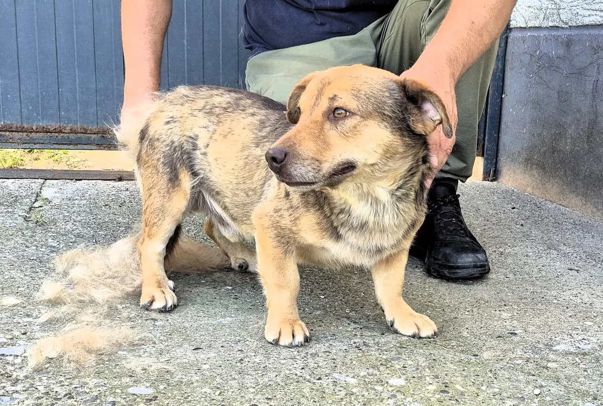 Munja /Munjo, male 5yo Mixed Breed for adoption at Tierhilfe Menorca e.V., Walldorf