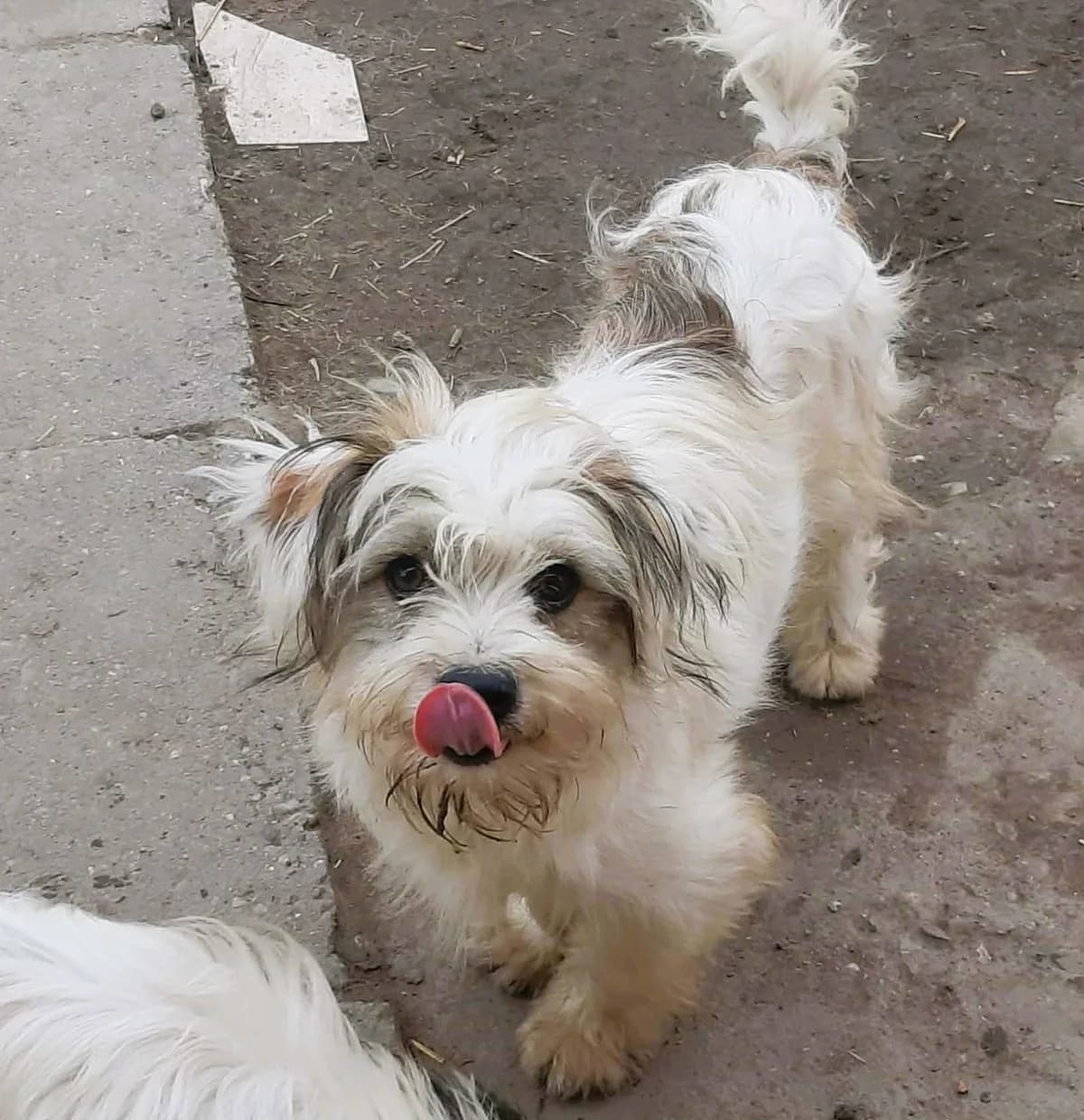 Nolli, male young Mixed Breed for adoption at Tierhilfe Menorca e.V., Walldorf