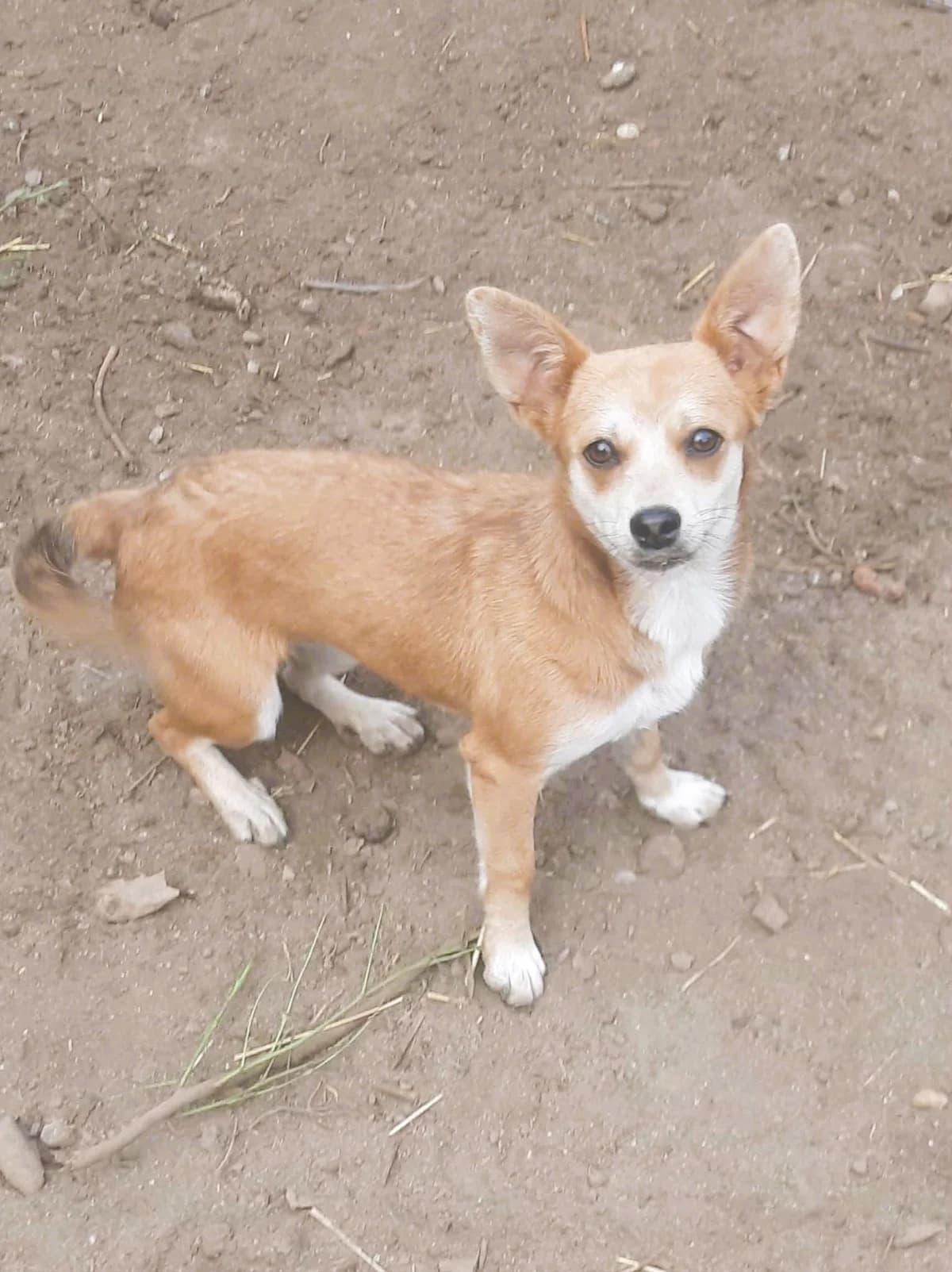 Nuca, female puppy Mixed Breed for adoption at Tierhilfe Menorca e.V., Walldorf
