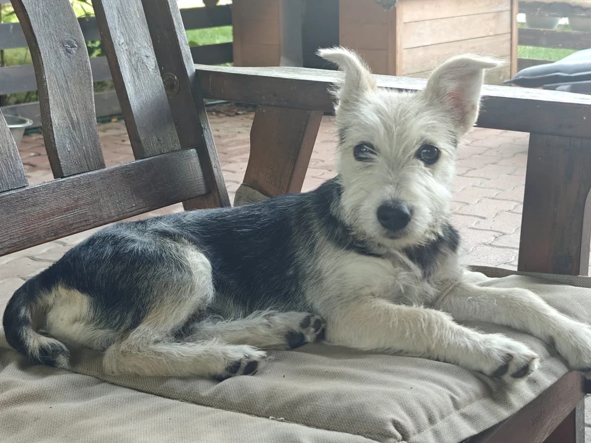 Pluto, male puppy Mixed Breed for adoption at Tierhilfe Menorca e.V., Walldorf