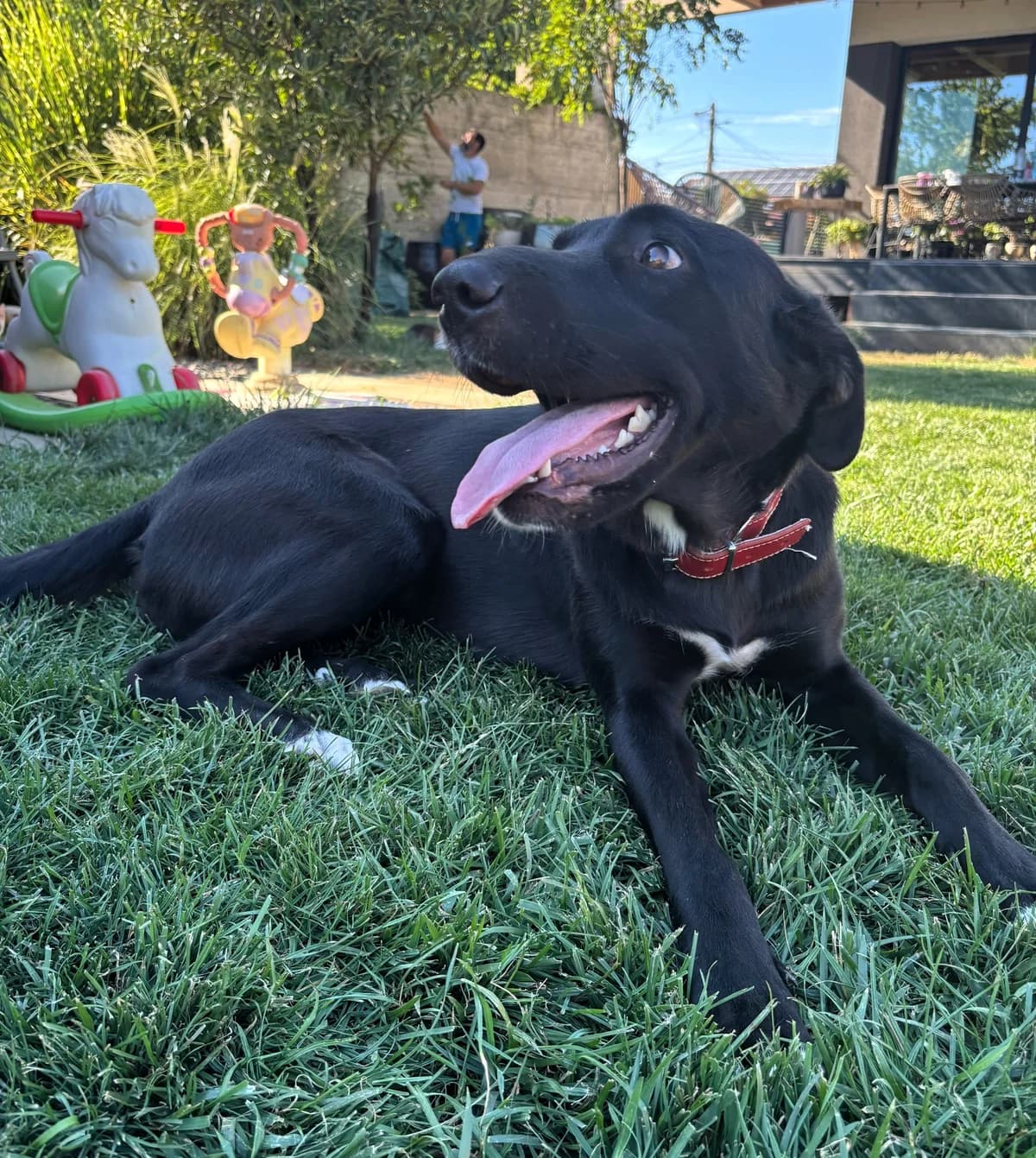 Roza, female 5yo Mixed Breed for adoption at Tierhilfe Menorca e.V., Walldorf
