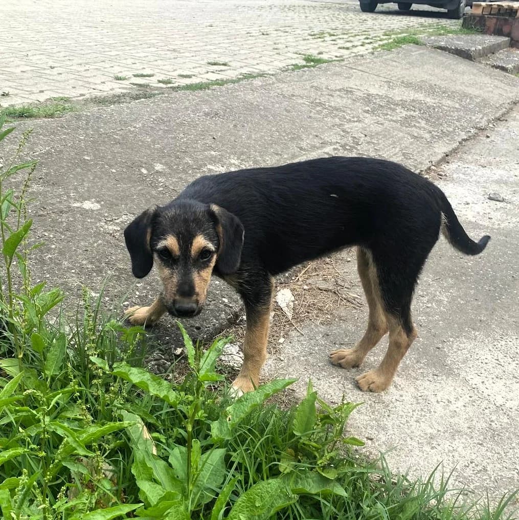 Rubi, rot female puppy Mixed Breed for adoption at Tierhilfe Menorca e.V., Walldorf