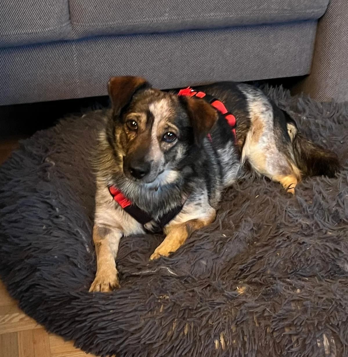 Sargica, male 5yo Mixed Breed for adoption at Tierhilfe Menorca e.V., Walldorf