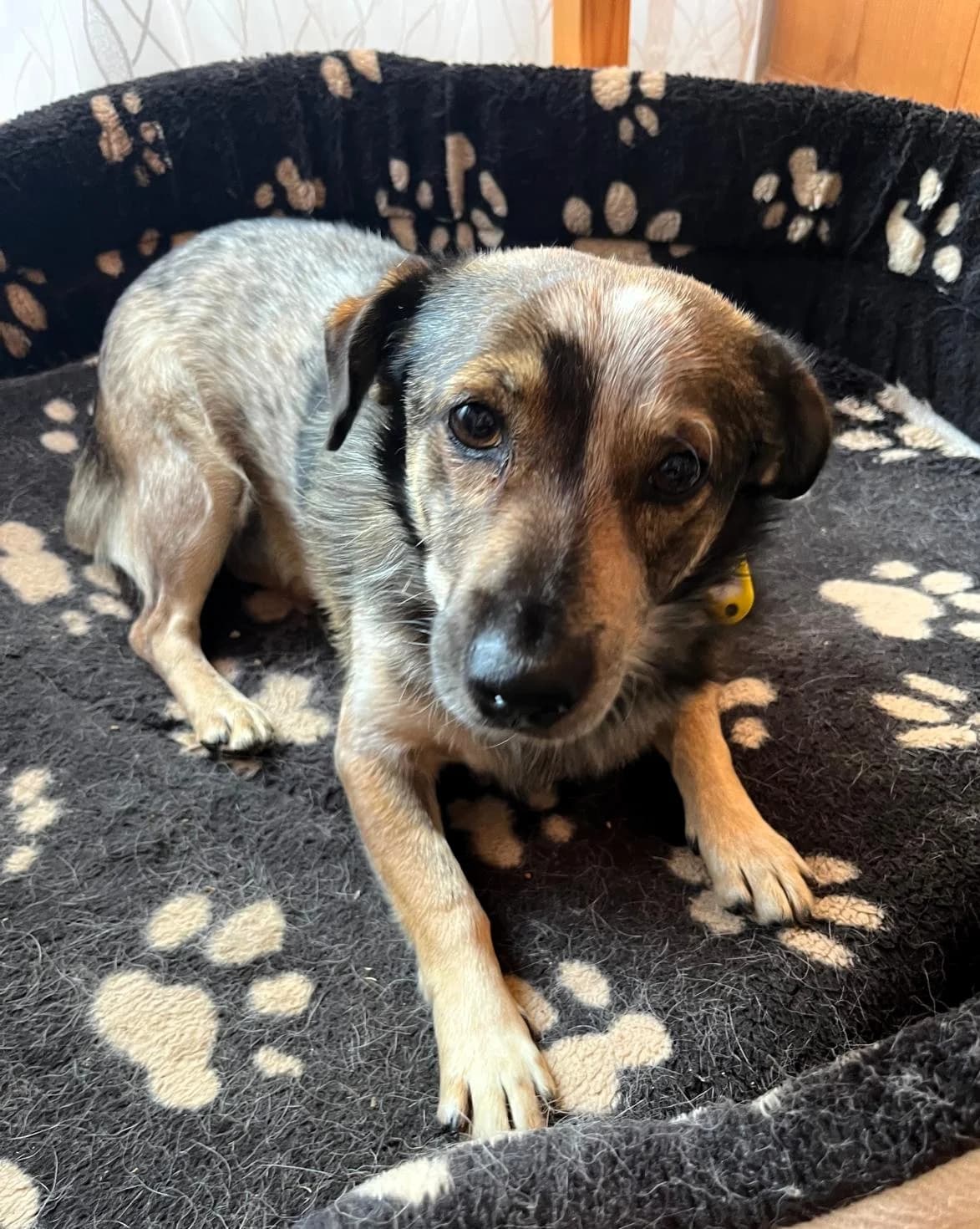 Sargica, male 5yo Mixed Breed for adoption at Tierhilfe Menorca e.V., Walldorf