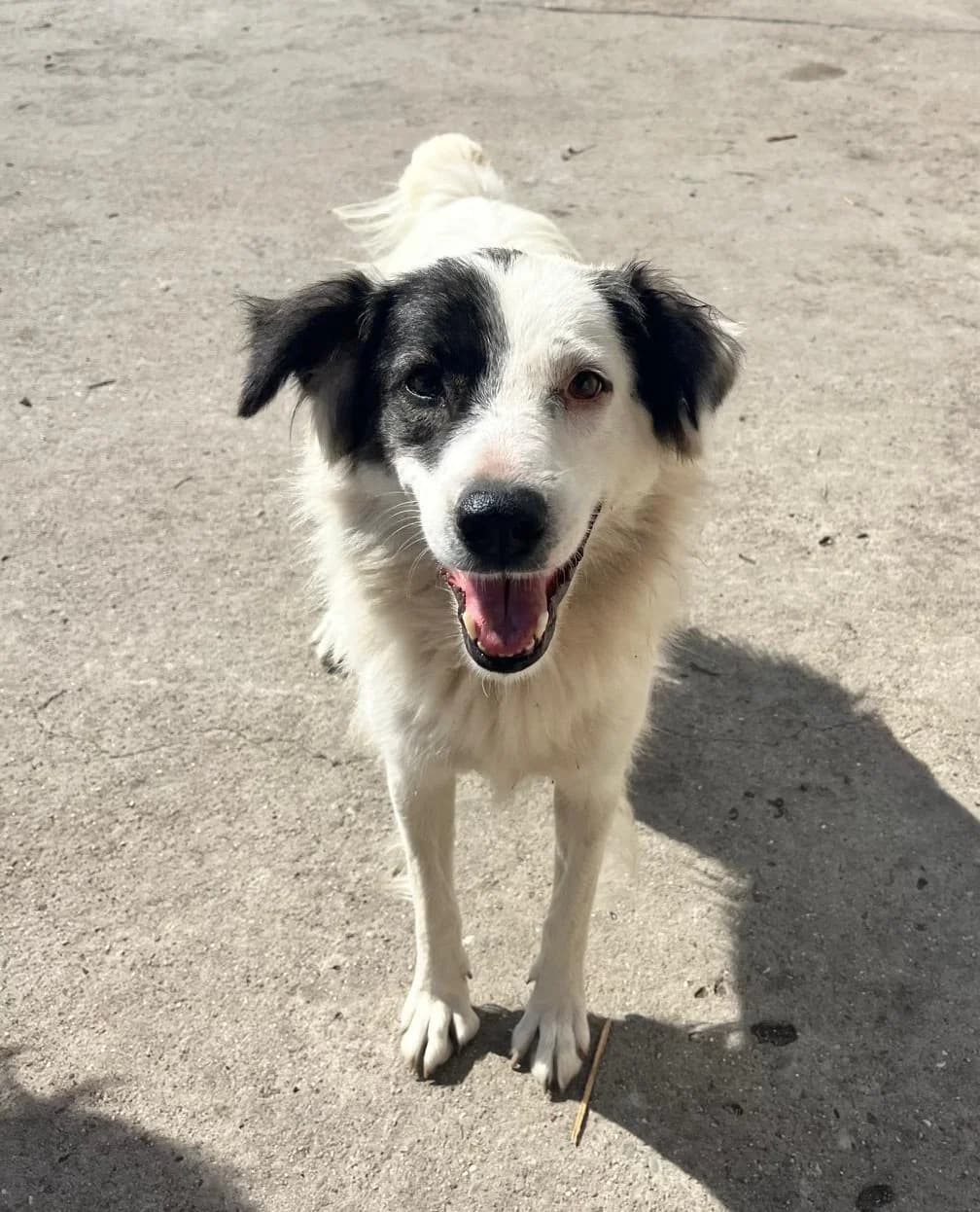 Scarlet, female 3yo Mixed Breed for adoption at Tierhilfe Menorca e.V., Walldorf