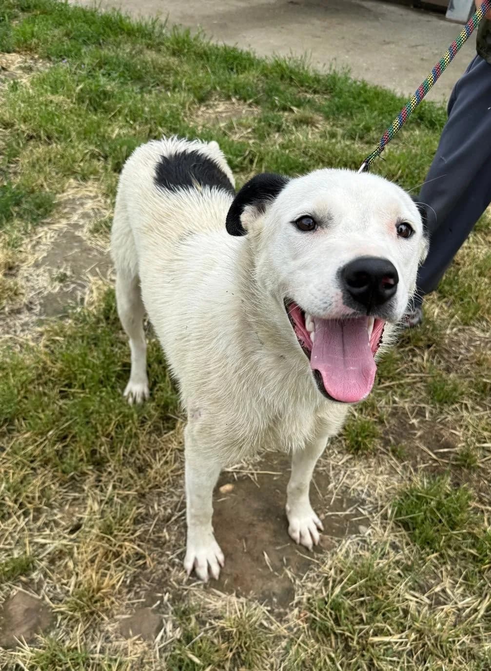 Scooby, male 5yo Mixed Breed for adoption at Tierhilfe Menorca e.V., Walldorf