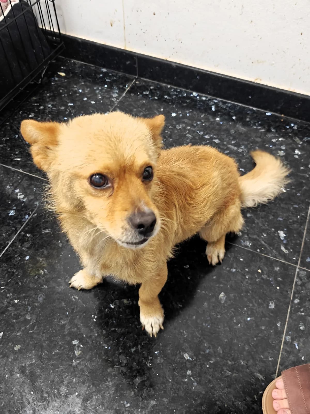 Scotty, male 5yo Mixed Breed for adoption at Tierhilfe Menorca e.V., Walldorf