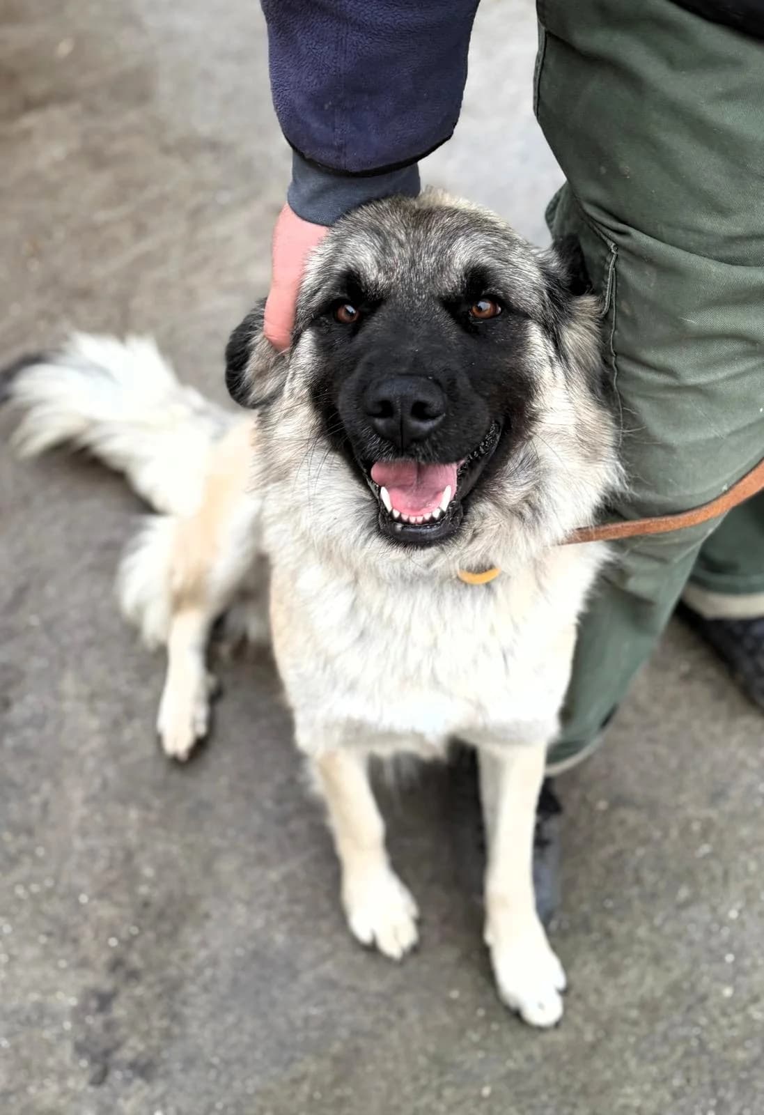 Shakira, female 5yo Mixed Breed for adoption at Tierhilfe Menorca e.V., Walldorf