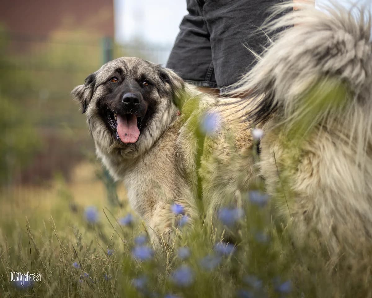 Shakira, female 5yo Mixed Breed for adoption at Tierhilfe Menorca e.V., Walldorf