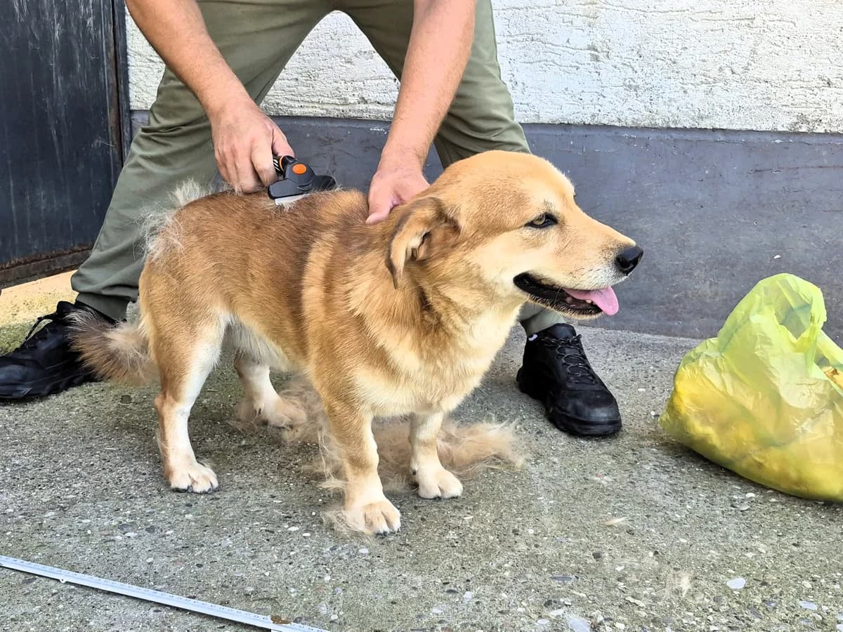 Snoopy, male 5yo Mixed Breed for adoption at Tierhilfe Menorca e.V., Walldorf