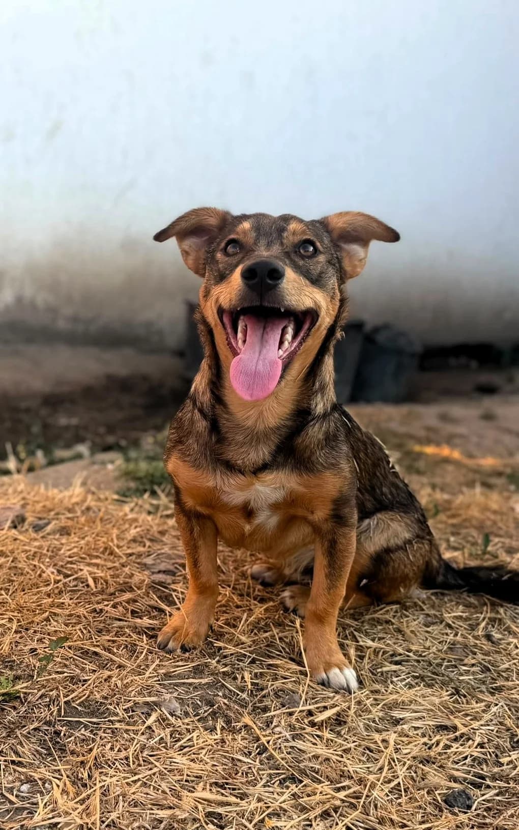 Soy, male puppy Mixed Breed for adoption at Tierhilfe Menorca e.V., Walldorf