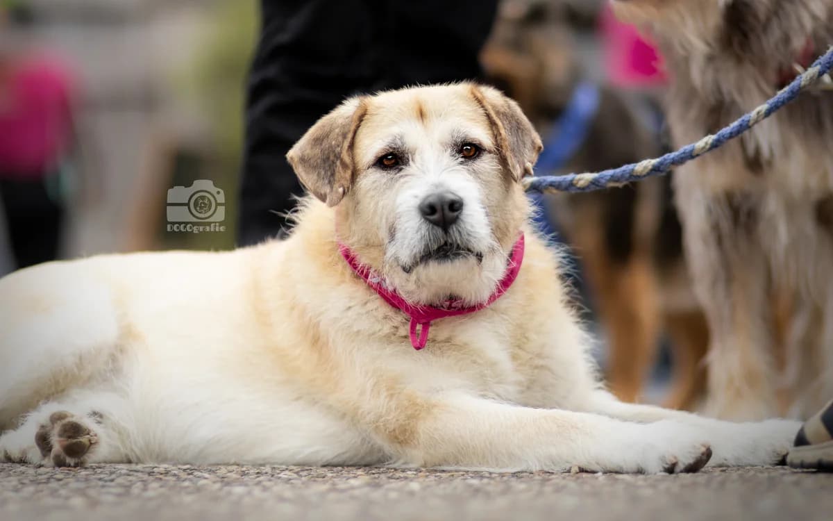Tanu, male 5yo Mixed Breed for adoption at Tierhilfe Menorca e.V., Walldorf