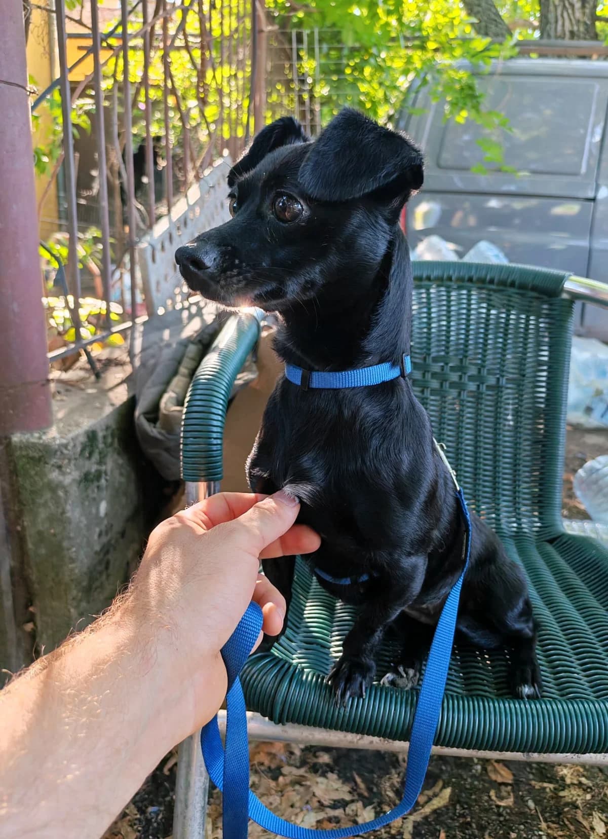 Tiny Storm, female 5yo Mixed Breed for adoption at Tierhilfe Menorca e.V., Walldorf
