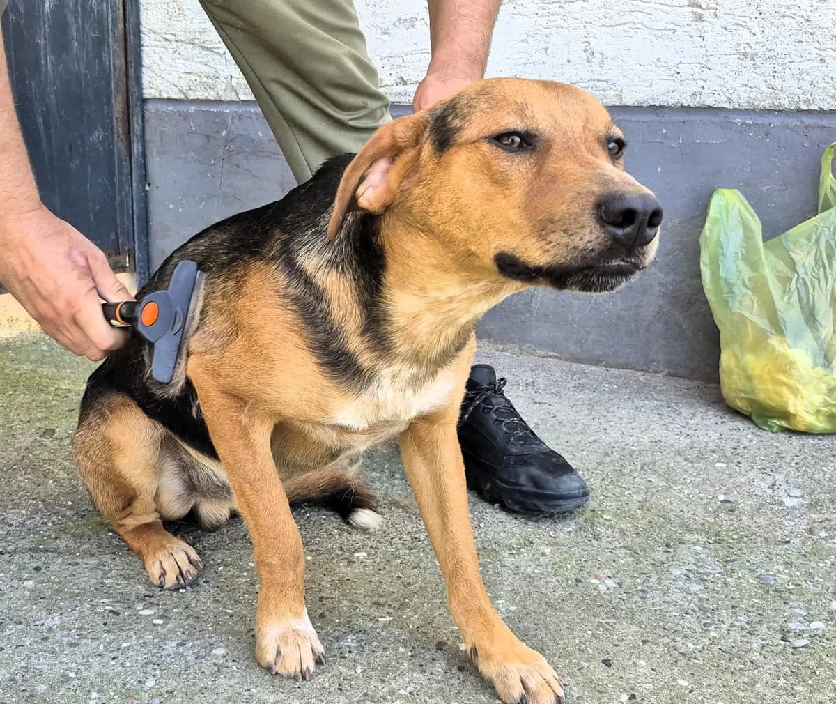 Toso, male 5yo Mixed Breed for adoption at Tierhilfe Menorca e.V., Walldorf