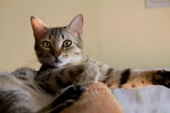 Furia, male senior European Shorthair for adoption at Tierhilfe Miezekatze e.V.