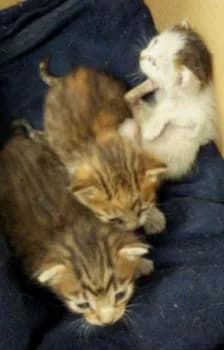 Neit, female 6yo European Shorthair for adoption at Tierhilfe Miezekatze e.V.
