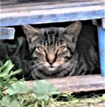 Lennon, male 7yo European Shorthair for adoption at Tierhilfe Miezekatze e.V.