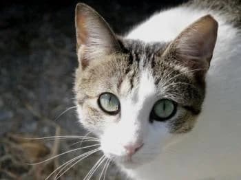 Yoko, female 7yo European Shorthair for adoption at Tierhilfe Miezekatze e.V.