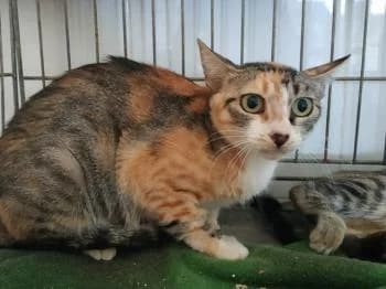 Piti, female senior European Shorthair for adoption at Tierhilfe Miezekatze e.V.