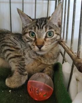 Pelusa, female 7yo European Shorthair for adoption at Tierhilfe Miezekatze e.V.