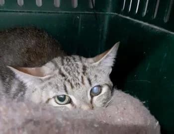 Peppo, male 7yo European Shorthair for adoption at Tierhilfe Miezekatze e.V.