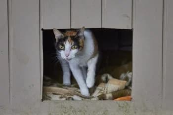 Arabella, female senior European Shorthair for adoption at Tierhilfe Miezekatze e.V.