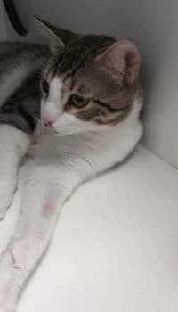 Porretin, male 7yo European Shorthair for adoption at Tierhilfe Miezekatze e.V.