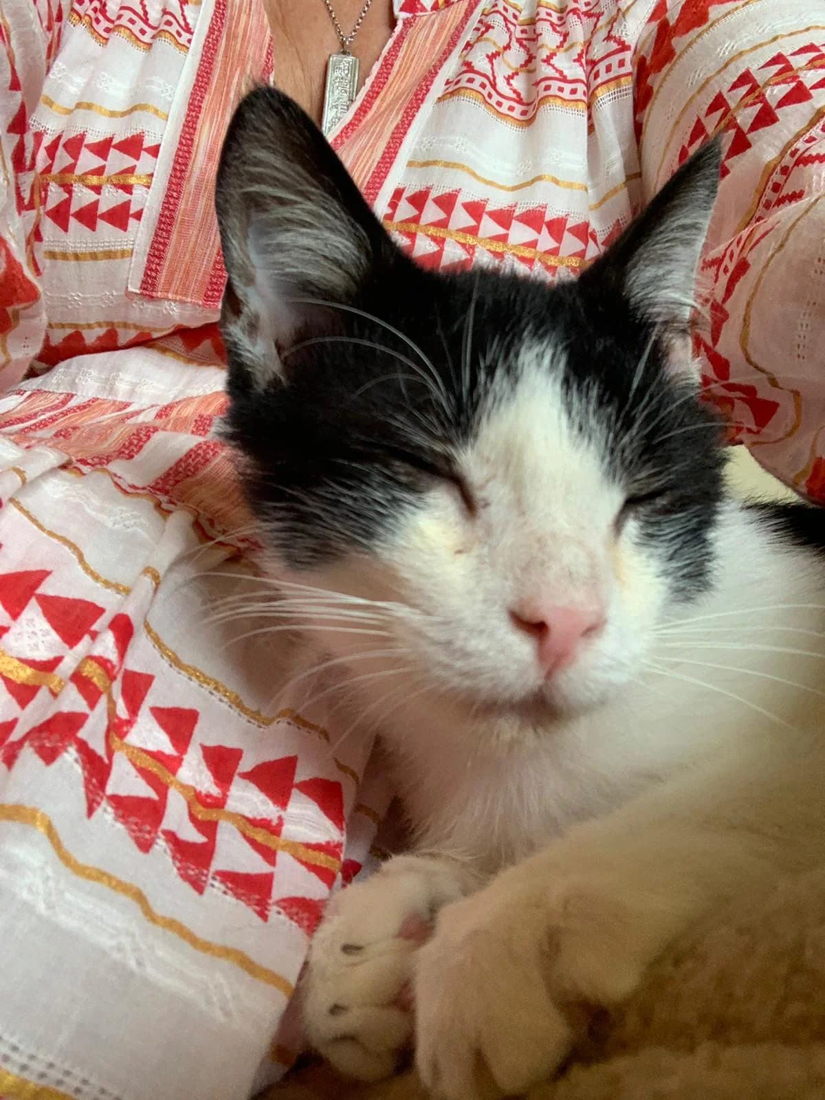 Luggi und Uggi, male 6yo European Shorthair for adoption at Tierhilfe Oberlandpfoten e. V., Waakirchen