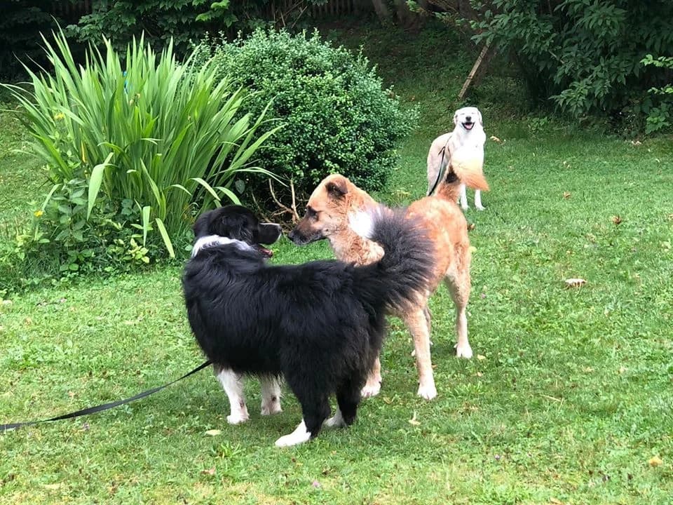 Lela, female puppy Mixed Breed for adoption at Tierhilfe Oberlandpfoten e. V., Waakirchen