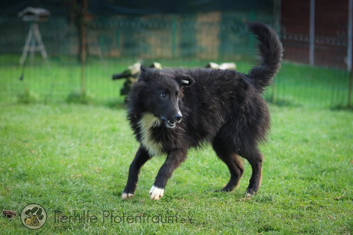 Apollo, male puppy Mixed Breed for adoption at Tierhilfe Pfotentraum Chance auf Leben e.V., Linden