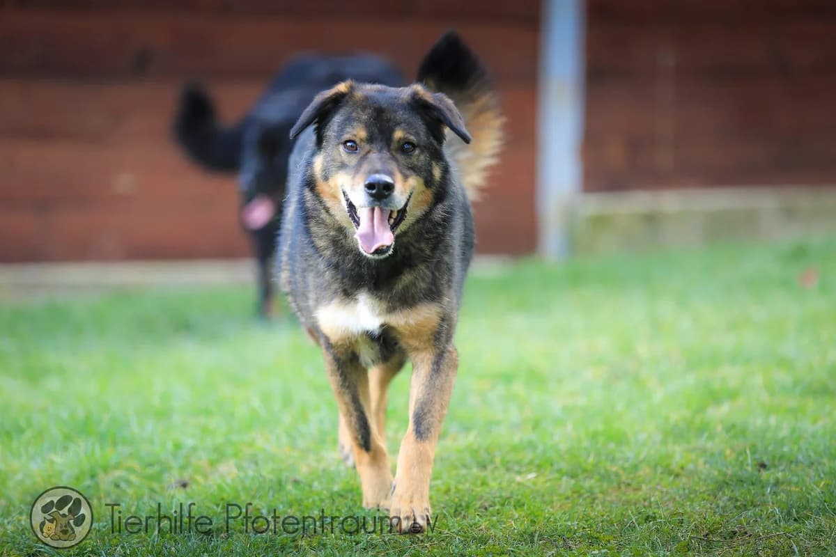 Bingo, male puppy Mixed Breed for adoption at Tierhilfe Pfotentraum Chance auf Leben e.V., Linden