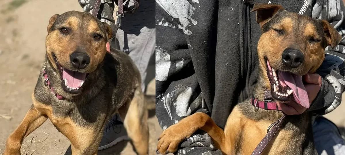 Felix, male 5yo Mixed Breed for adoption at Tierhilfe Pfotentraum Chance auf Leben e.V., Linden
