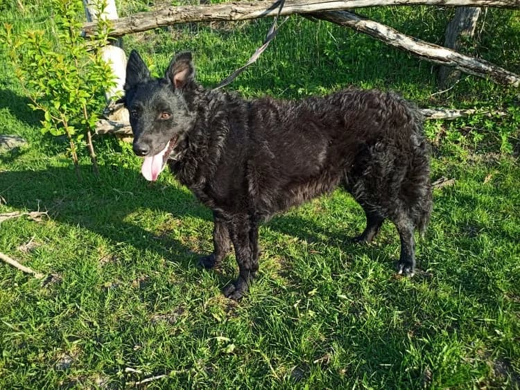 Csoki, male 5yo Mixed Breed for adoption at Tierhilfe Pfotentraum Chance auf Leben e.V., Linden
