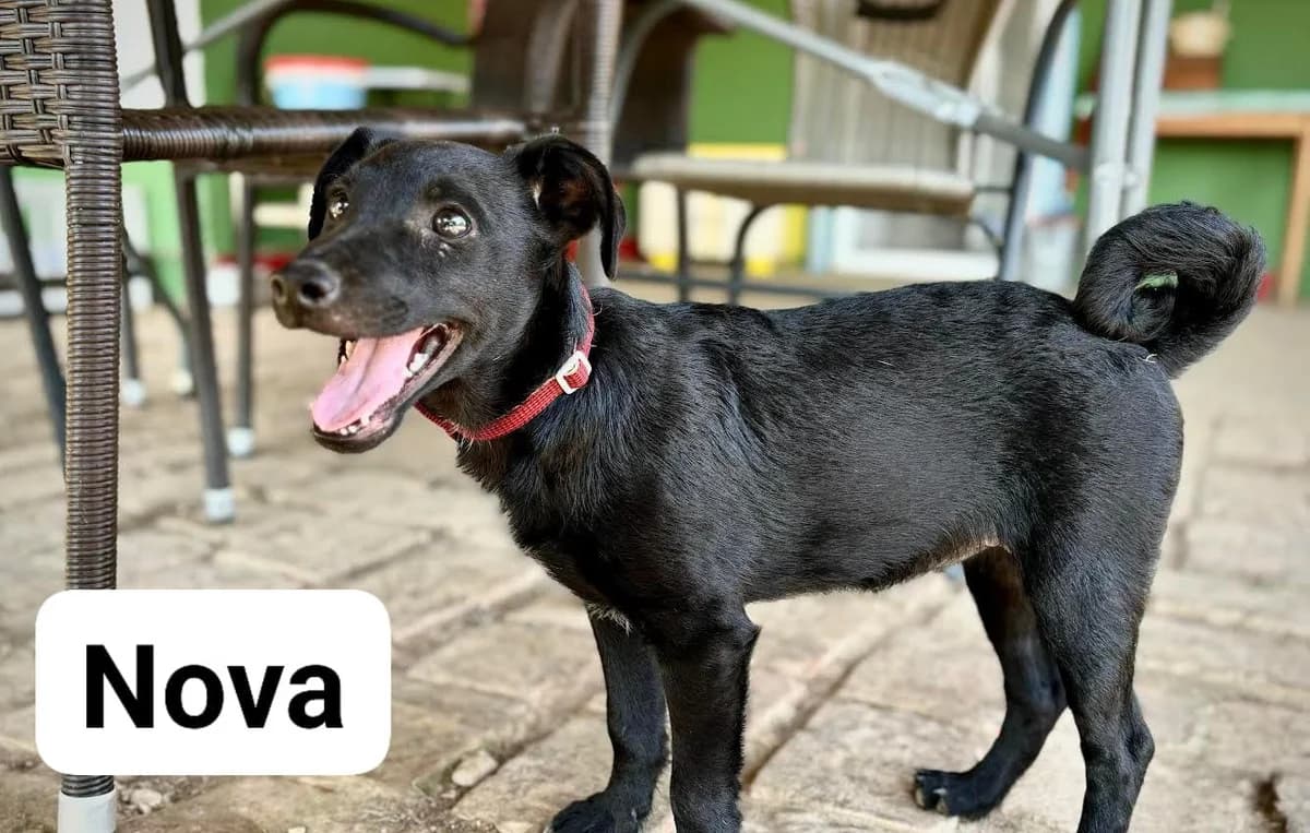 Nova, male puppy Mixed Breed for adoption at Tierhilfe Pfotentraum Chance auf Leben e.V., Linden