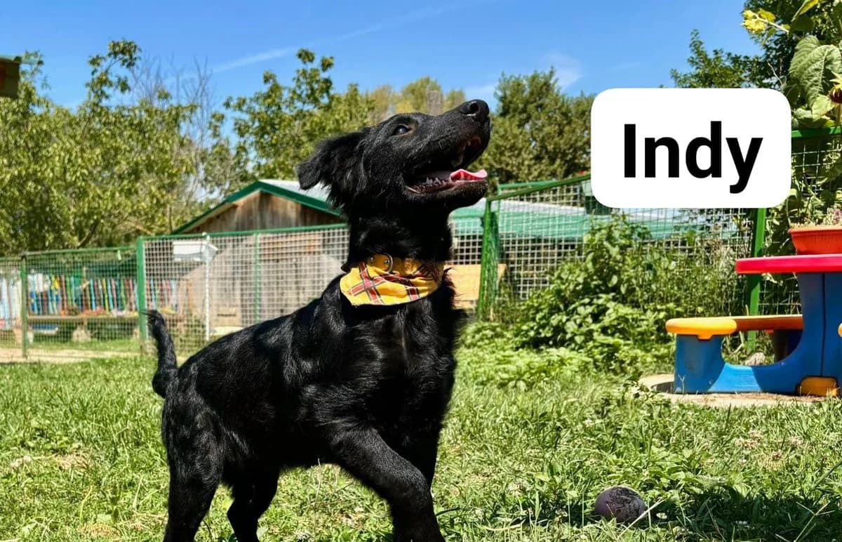 Indy, male puppy Mixed Breed for adoption at Tierhilfe Pfotentraum Chance auf Leben e.V., Linden